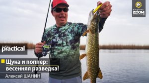 Щука и поппер: весенняя разведка! Алексей Шанин.  Anglers Practical