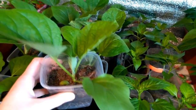 Обзор рассады. 10 апреля. смотреть онлайн