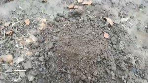 Как избавиться от пня при помощи  Деструктора пожнивных остатков.