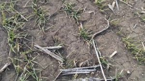 Подкормка озимой пшеницы 2023!.