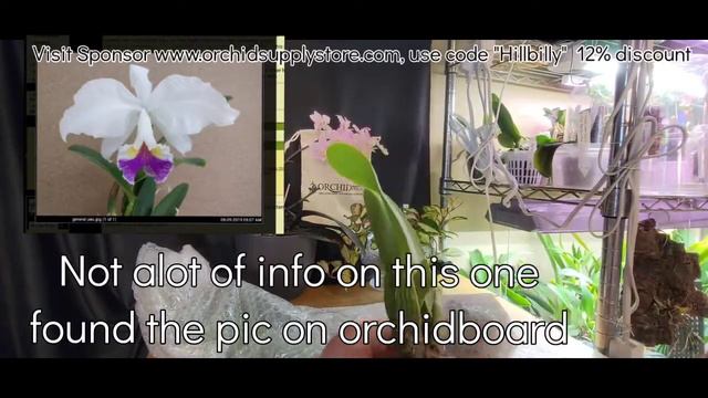 Orchid unboxing from Stephen Van Kampen-Lewis! смотреть онлайн