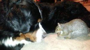 Белка прячет орехи в собаку