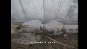 СУПЕР ОХОТА НА ГУСЯ В ТУНДРЕ!!! ВЕЛИКОЛЕПНАЯ ПРИРОДА!!! Сентябрь 2021 года!