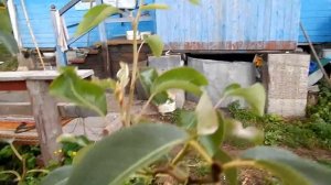 груша зацвела в конце августа.