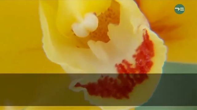 Королева цветов - орхидея смотреть онлайн