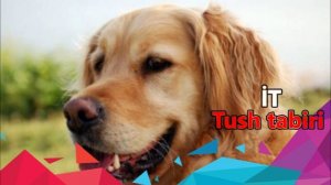 Tush tabiri it. tushda İT ko'rish.Ит тушда туш табири