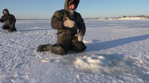 Горбач Давит в -30. Зимняя рыбалка на окуня 2022. Окунь зимой на балансир. Ловля окуня на балансир