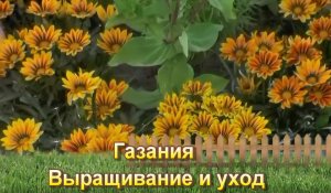 Газания - выращивание и уход