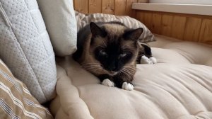 КОШКА РАЗГОВАРИВАЕТ С ХОЗЯЙКОЙ.