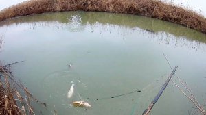 Рыбалка в Дагестане Как Ловят Лесочными Сетями С Берега Не Заходя В Воду