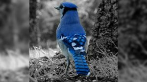 Голубая сойка