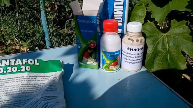 виноград Приазовья. Парацельс+энжио