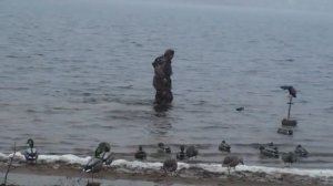 Как манить утку