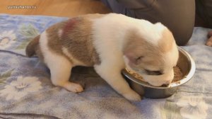 Первый прикорм щенков САО