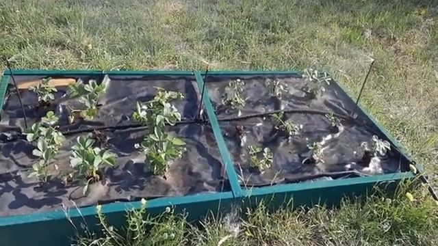 Система дождевого полива фирмы "Жук" на 2 грядки смотреть онлайн