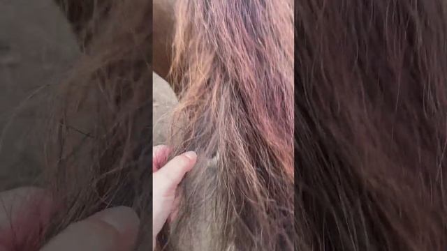 Что полезного можно сделать, пока отшагиваешь лошадь ?