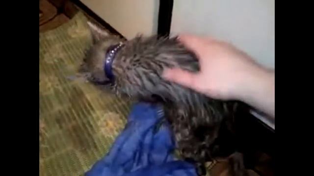 Как помыть кота / Мытый кот / How to Bathe a Cat смотреть онлайн