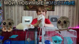 Кто живёт у меня дома/Мои крысы и хомяки