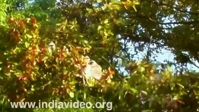Common Langur, Monkey, Animals, Wildlife, Nature, Video, Suresh Elamon смотреть онлайн
