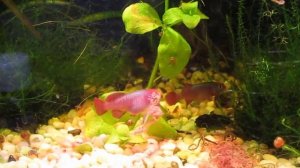 нотобранхиус Эггерса