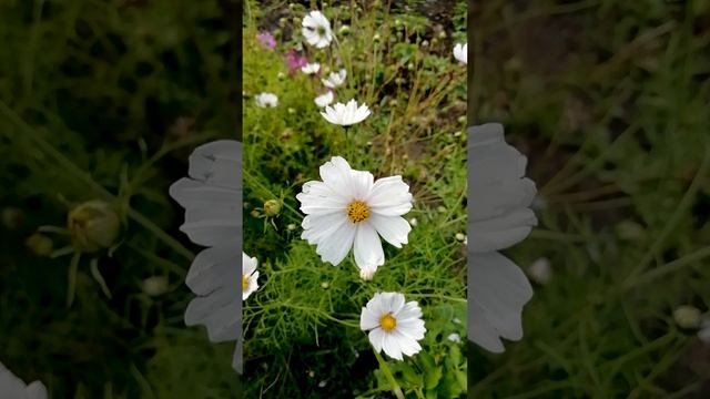 Космея (Cosmos)?