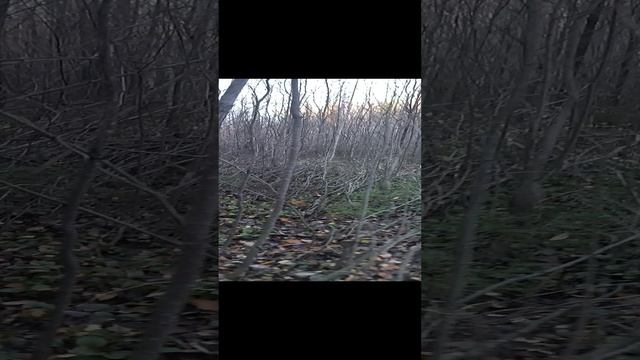 Тропа в лесу велопоездка 2022 осень
