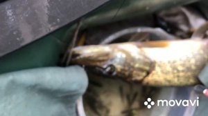 Ловим ЩУКУ на Кивок!!!