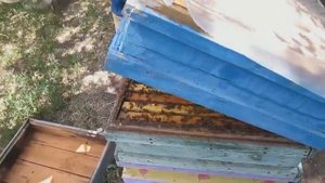 Замена маток без перерыва яйцекладки старых маток   копия