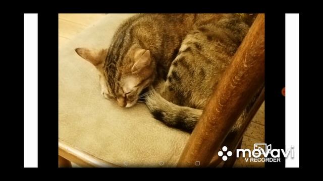 Всё про слух кошки смотреть онлайн