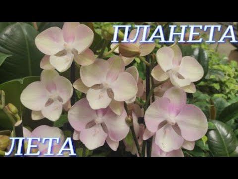 №743/ СВЕЖИЕ орхидеи в ПЛАНЕТА ЛЕТА. Красивые садовые растения.