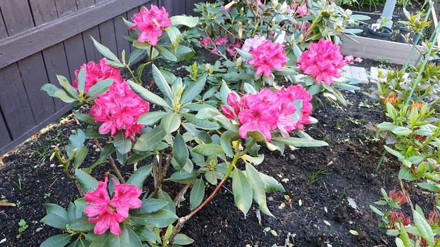 Цветут рододендроны: Нова Зембла, Грандифлора, Азурро, Барселик. смотреть онлайн