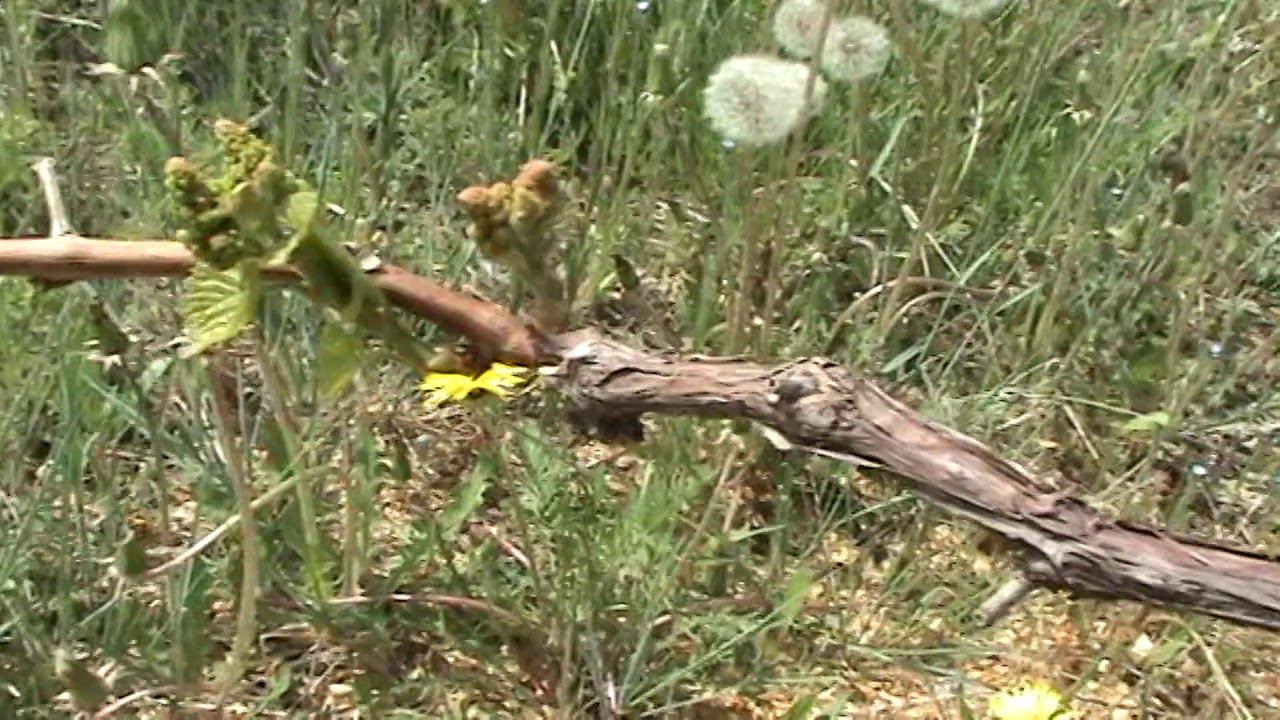 виноградник весной