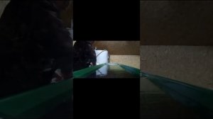 Выращивание форели из икры, ставим на плав.