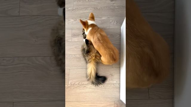 И так каждый день 🙈 #корги #corgi #сибирскийкот #siberiancat #cat #кот #dog #щеноккорги #котики смотреть онлайн