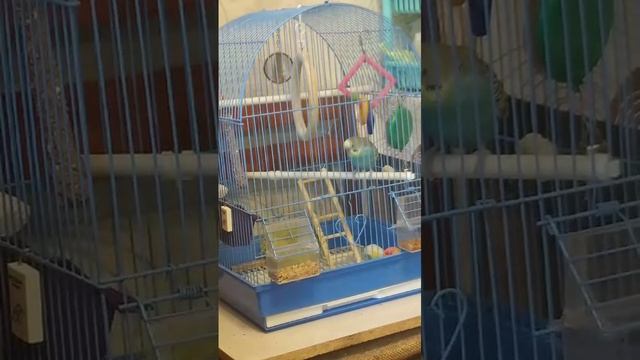 Купили попугайчика Кешу