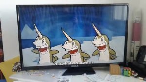 Narwals song