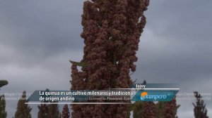 Alimentos del Noroeste argentino