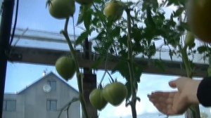 Томат Абаканский Розовый