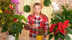 КАК ЧАСТО ПОЛИВАТЬ ЦВЕТЫ ЗИМОЙ?