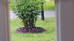 Saving Dying Wave Petunias I Bought From #Lowes At Half Price #petunias #flowers #plants #garden #w