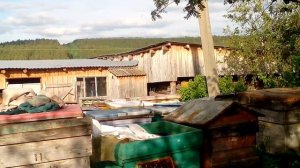 ДЕЛАЮ БЕЗРАСПЛОДНЫЕ ОТВОДКИ НА НЕПЛОДНУЮ МАТКУ. Bee.keeping???