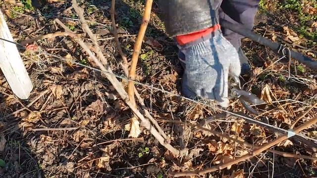 Виноград. Осенняя обрезка. смотреть онлайн