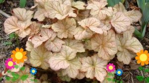 Гейхера (Pinot gris). Краткий обзор: Гейхера описание характеристик, где купить саженцы