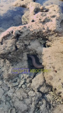 Кто живёт в норке?