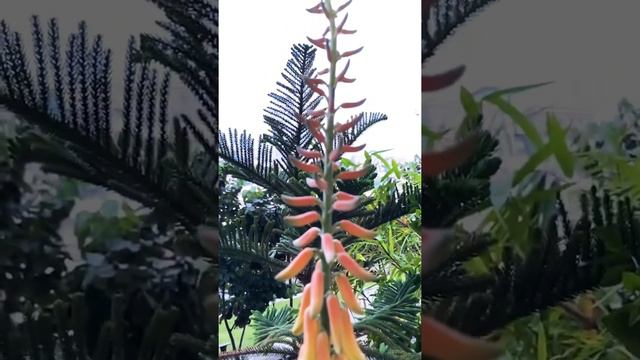 Aloe Vera flower