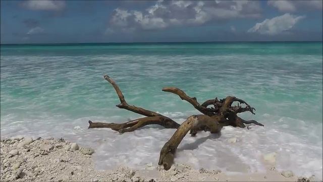 Коряга, ракушка, акулки, о. Рождества. смотреть онлайн