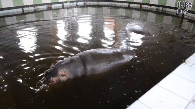 Бегемот в природе и неволе на ilikepet смотреть онлайн
