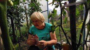 ИСТОРИЯ С ТОМАТОМ СЕВРЮГА. ЗАГАДОЧНЫЙ ТОМАТ ПОДАРОК ФЕИ