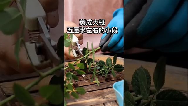 月季扦插繁殖，这样操作，一个月长出白花花的根系