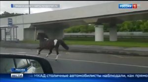 Вопрос к ГАИшнику ПДД РФ и ШТРАФ : "Домашние животные и Мобила за рулем"